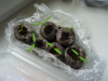 ring of fire 100 percent germination rate.png