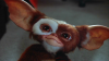 Gizmo.PNG.png