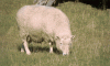 sheepsplode.gif