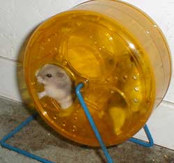 hamster_wheel1.jpg