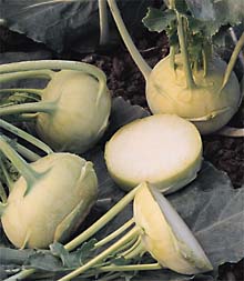 kohlrabi.jpg