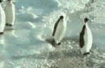 pinguoins.gif
