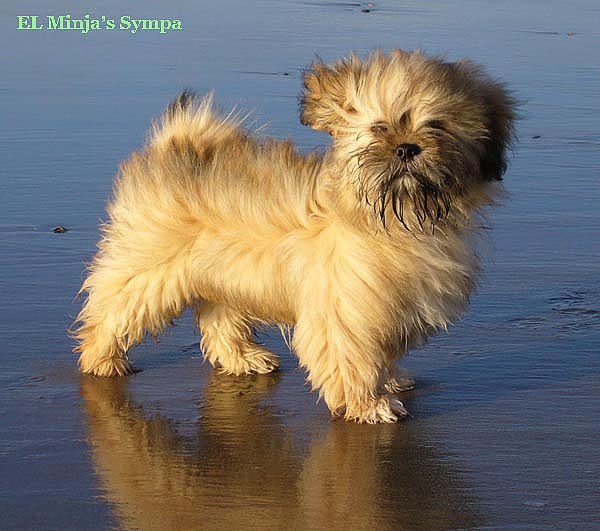 Lhasa_Apso_Sympa_web.jpg