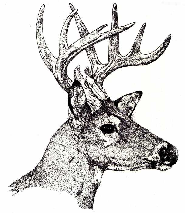 ten-point-buck-debra-sandstrom.jpg