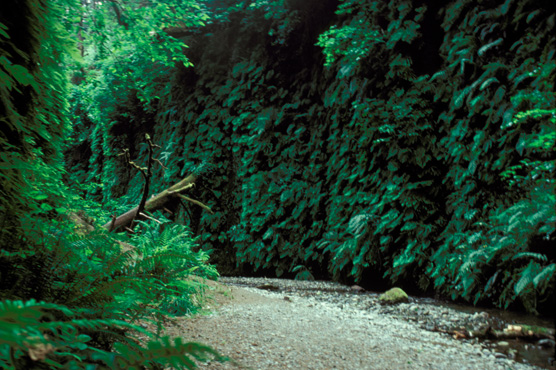 fern_canyon.jpg