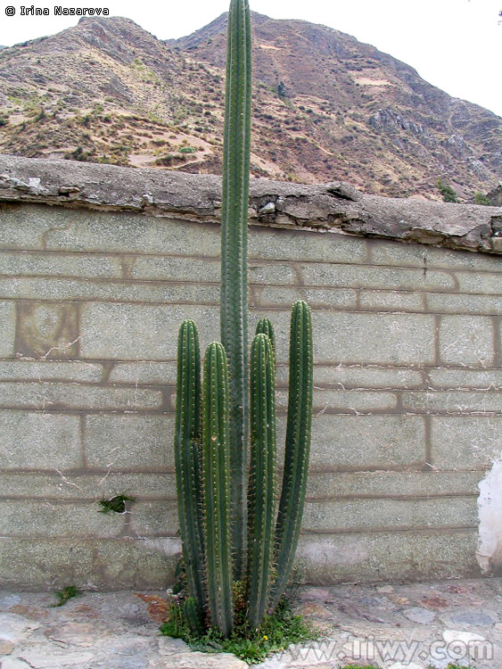 cactus_san_pedro.jpg