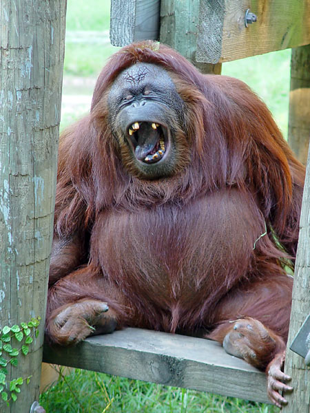 orangutan-1a.jpg