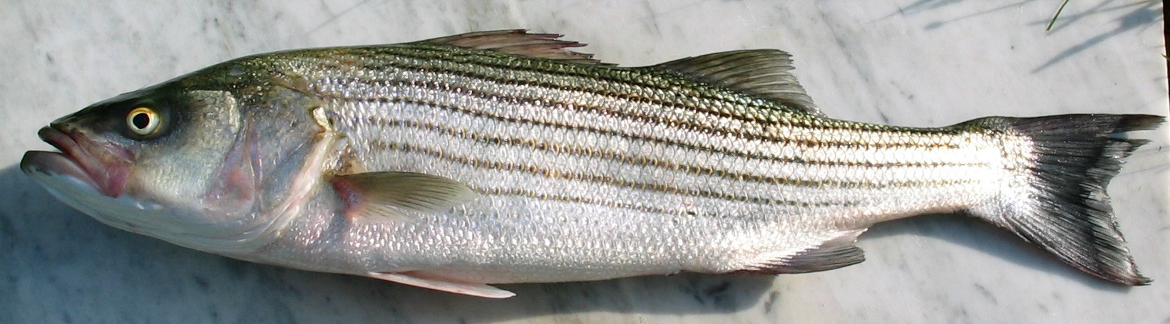 StripedBass.JPG