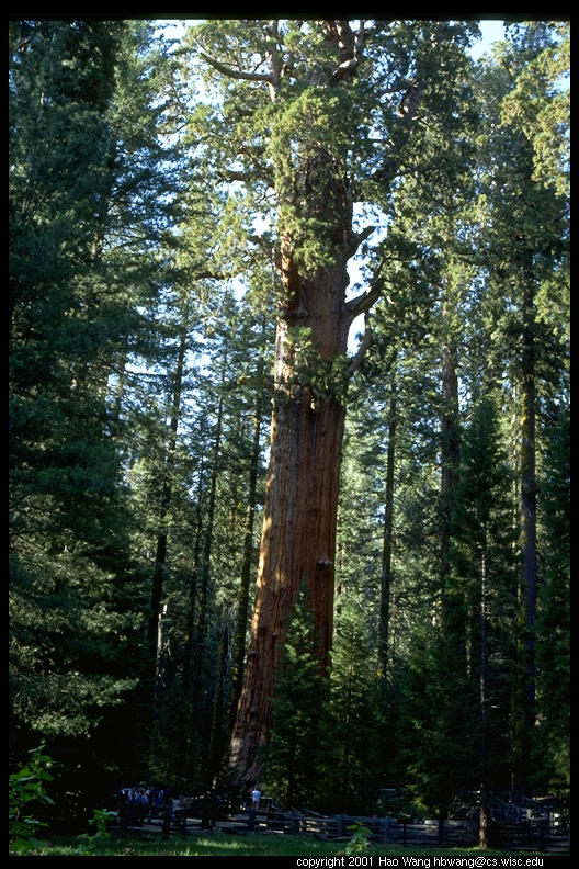 Sequoia-62.3.jpg