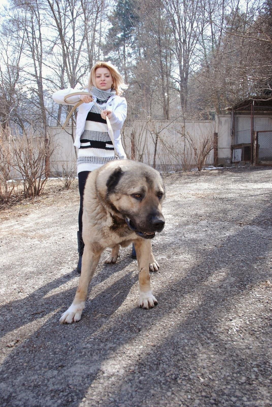 Armenian-Gampr-Dog-With-Owner-ADB014519DC02119.jpg
