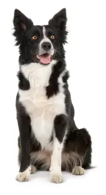 border-collie.jpg