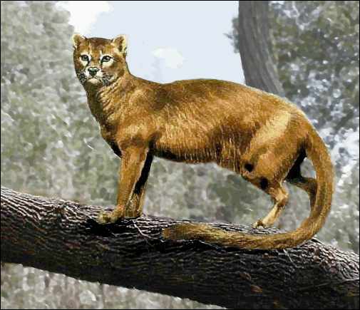 Proailurus__common_cat_ancestor.png