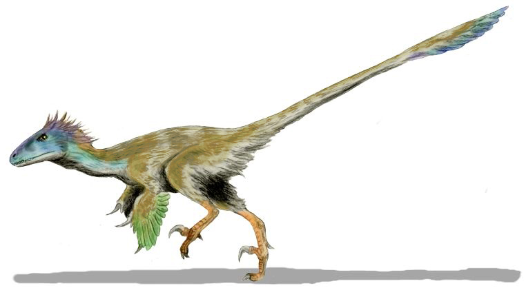 Utahraptor_BW.jpg