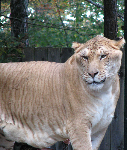 liger-pic.jpg