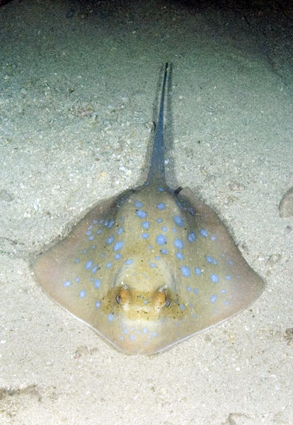 blue-spotted-stingray-03.jpg