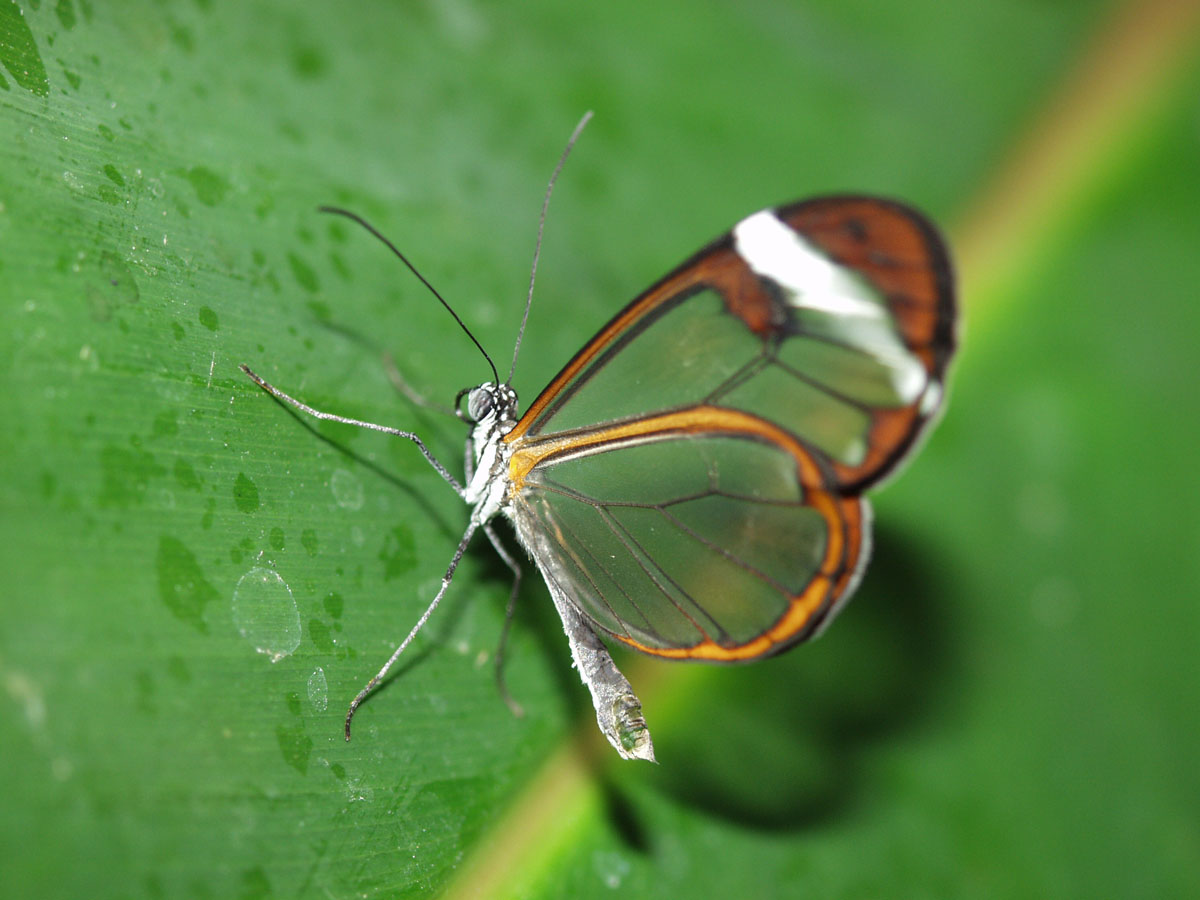 ButterflyGlasswing.jpg