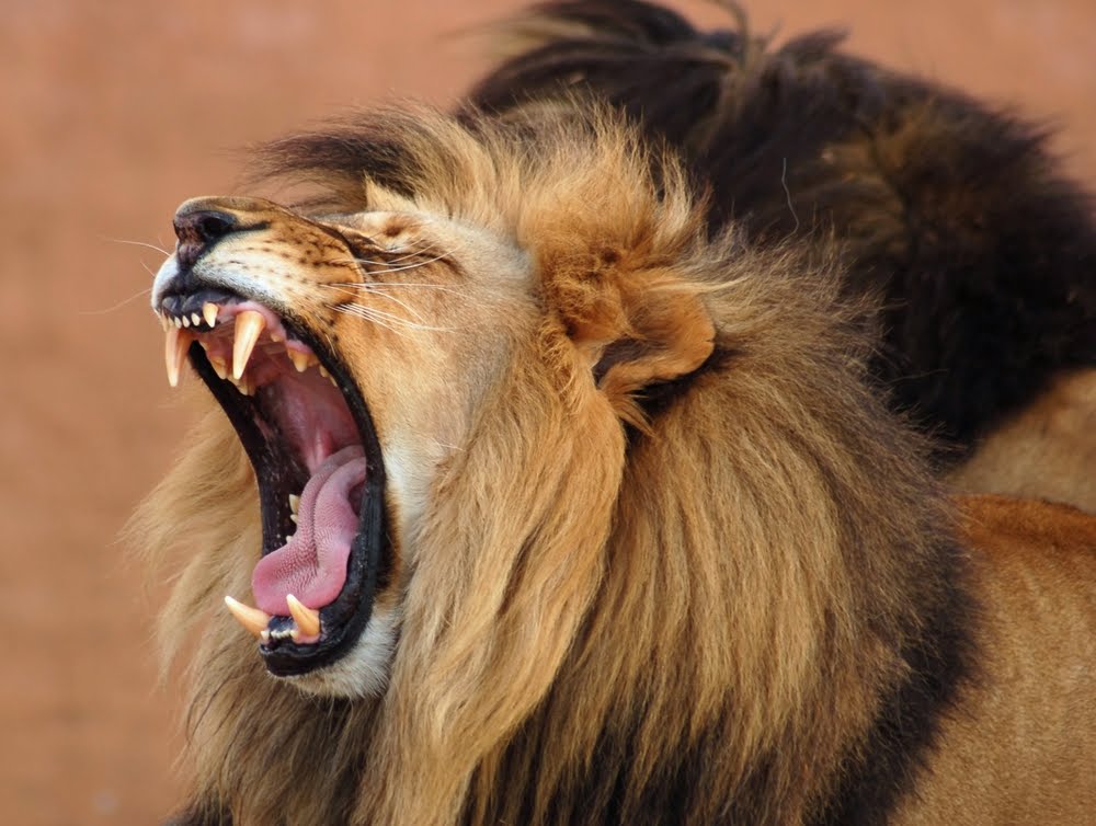 lion_roar.JPG