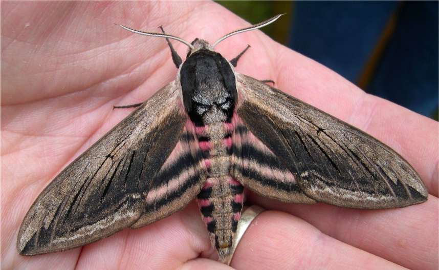 privet_hawk_moth_3.jpg