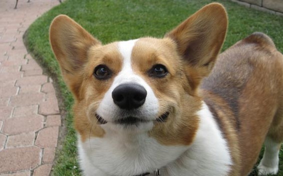 happy-corgi.jpg