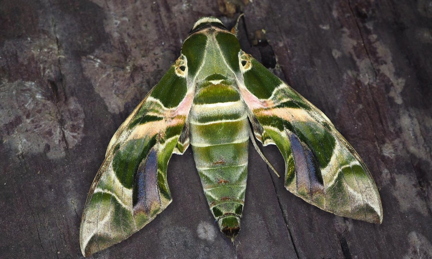 Oleander%20Hawk-moth_Paul%20Parsons%20%284%29.jpg