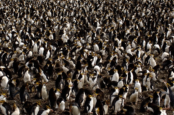 D2A_6025-Royal%20Penguin%20Colony.jpg