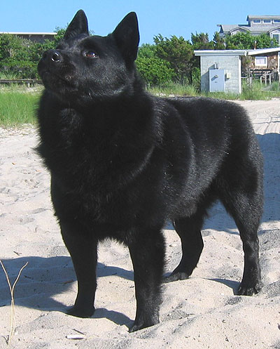 schipperke_kegs_h03.jpg