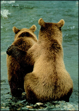 brown-bears.gif