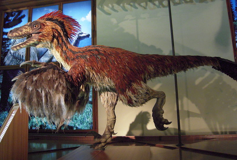 800px-Deinonychus_im_NHM_Wien.JPG