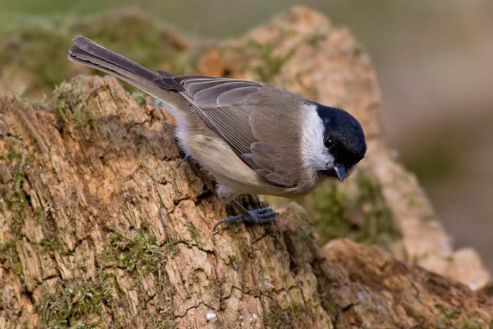 Marsh%20Tit%20L%20Whitley%20Wood%2021%20Mar%2008sm.jpg