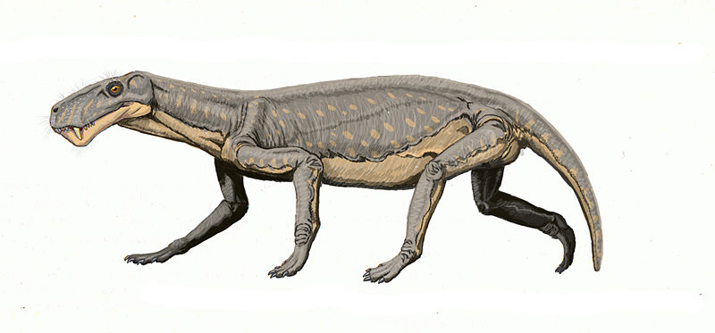 800px-lycaenops.jpg