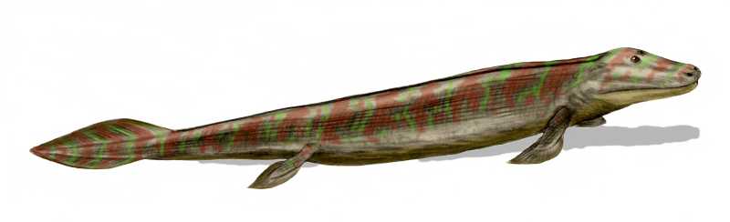 Tiktaalik_BW.jpg