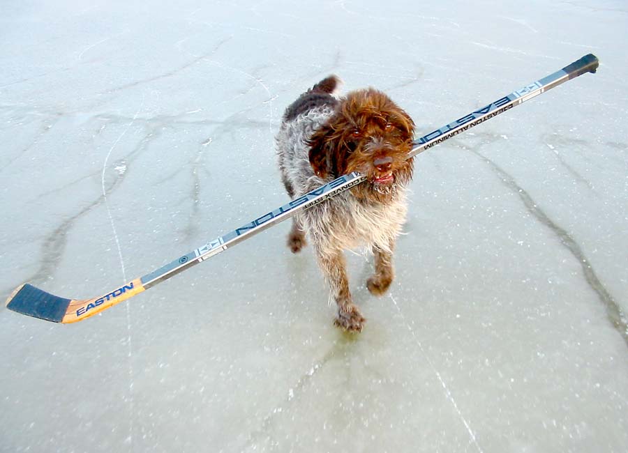 HockeyDog.jpg