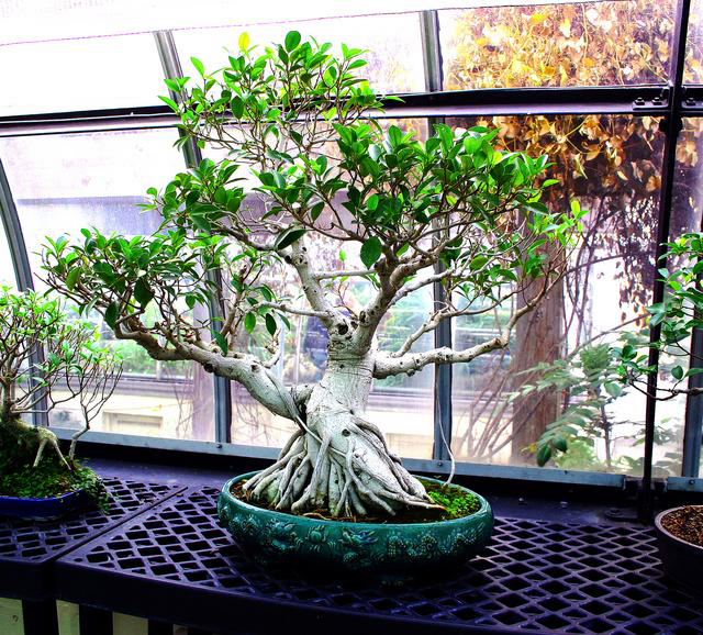 Bonsai_Tree_071.jpg
