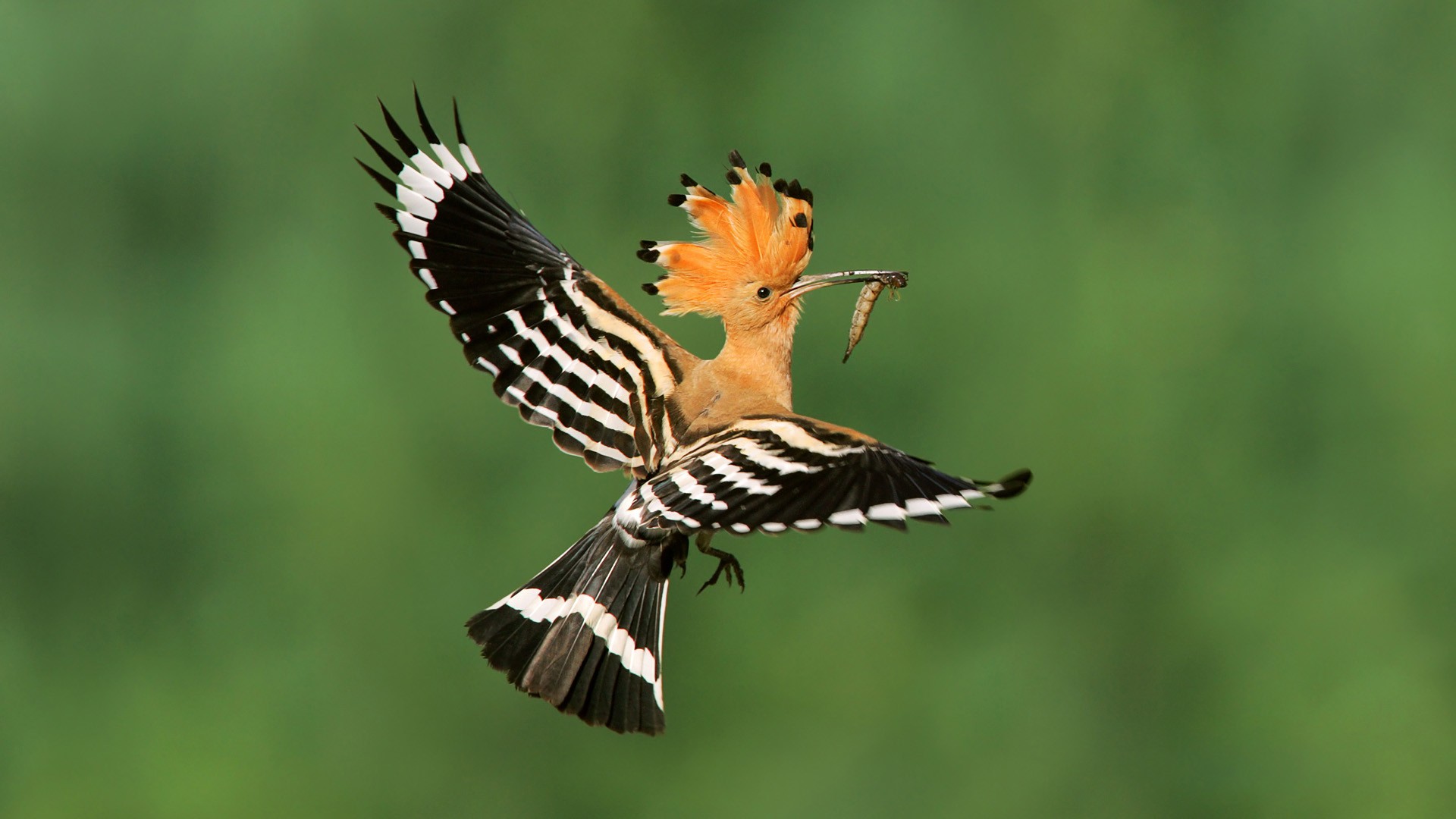 birds-madagascar-poland-flight-hoopoe-new-hd-wallpaper.jpg