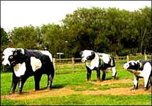 _40282135_concretecows.jpg