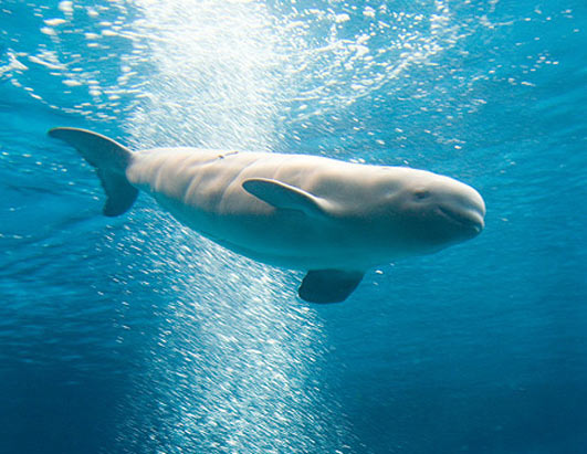 ht_beluga_whale1_061022_ssh.jpg