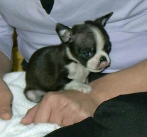 Boston_Terrier_Siting_Baby.jpg