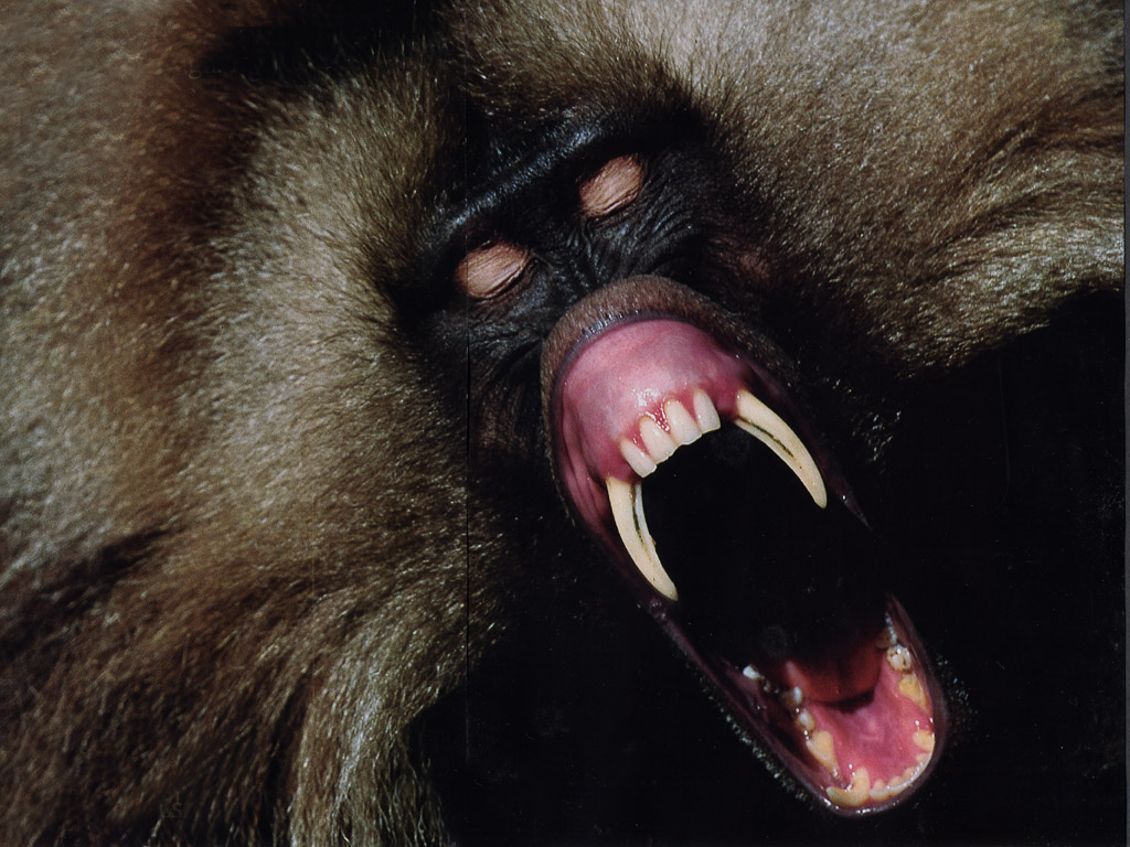 JLM-NatGeo-gelada%2001.jpg