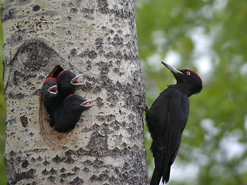 800px-BlackWoods.jpg