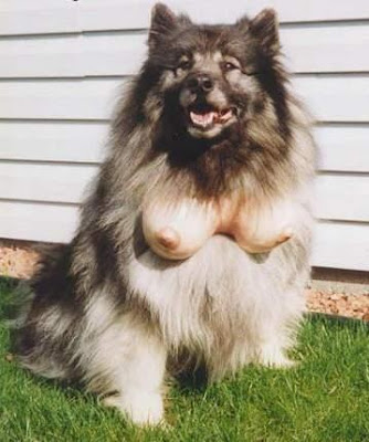 dog-tits.jpg