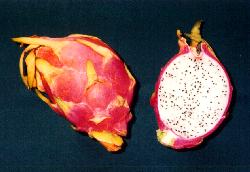 dragonfruit.jpg