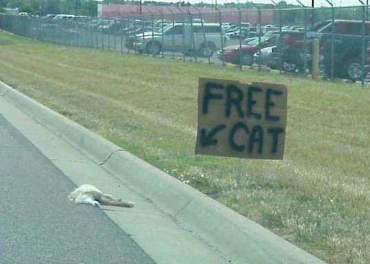 free%20cat.jpg