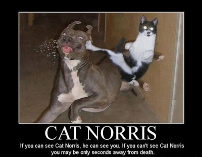 cat+norris-frank.jpg
