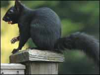 _41079230_blacksquirrel203.jpg