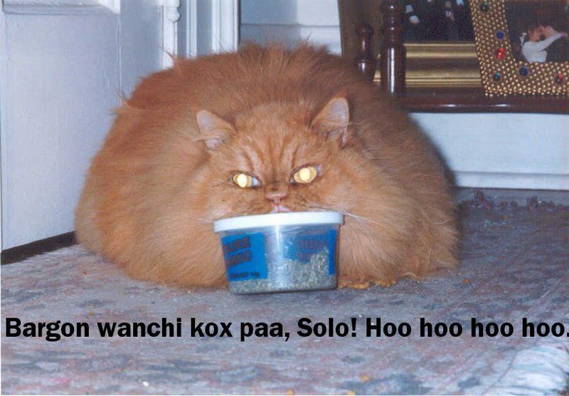 jabbathecat.jpg