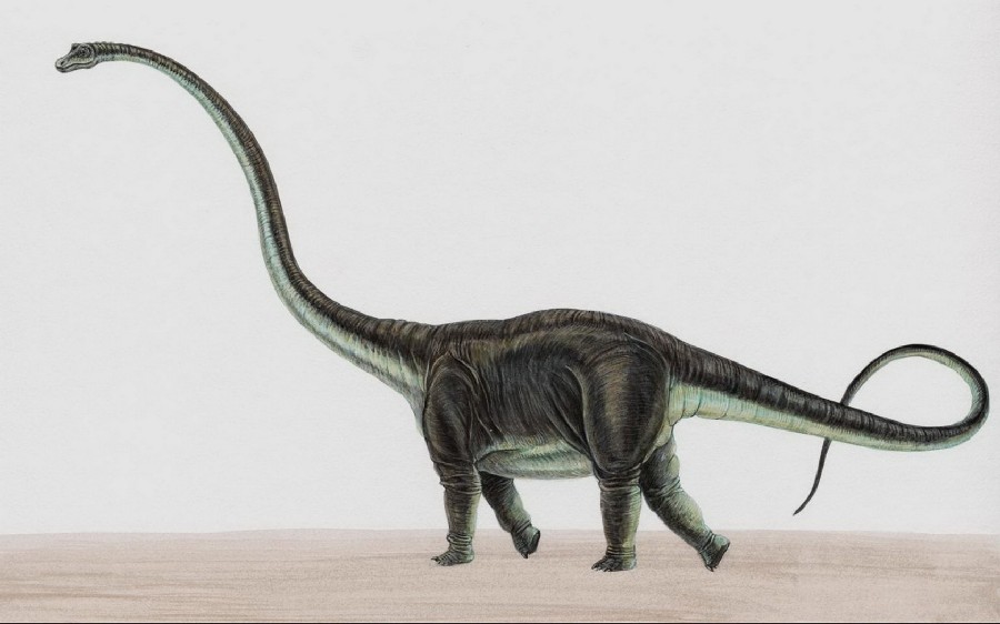 mamenchisaurus-9189_f32b.jpg