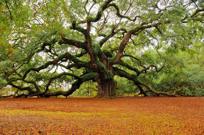 angel-oak-tree-l.jpg