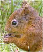 _1232935_squirrel150.jpg