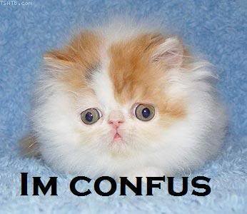 lolcat_confused.jpg