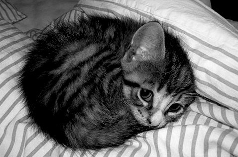 Super-cute-kitty-cute-kittens-19373911-478-316.jpg
